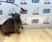 JP Blue Munchkin Mix British Shorthair Kitten (Male) For Sale 2 from sale male