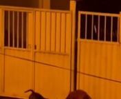 Cães da raça Pitbull atacam e matam cavalo.mp4 from pitbull mp4