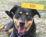 I&#39;m a friendly rottweiler mix, almost 4 years old, looking for someone to keep company.