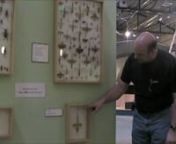 This is my insect collection on display at the Santa Fe Children&#39;s Museum. nnThere are 2400 insects in 30 custom display cases, and I have some rather special insects, like Xixuthrus heros and Titanus giganteus together, a 19