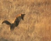 Video de un zorro cazando ratones en la Sierra de la Culebra, Zamora (España).nGrabado con una Canon 7D y un telescopio Meade ETX125 a una distancia de unos 250 metros.nn-----------------------------------------------------nnVideo of a fox hunting mice at Sierra de la Culebra, Zamora (Spain).nRecorded with a Canon 7D and a Meade ETX125 telescope at a distance of 250 meters.nnMusic: