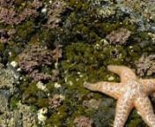 Sea Star Time-lapsenHole-in-the-Wall - Mora BeachnOlympic Peninsula, WashingtonnnThis is one day of shots, not edited. The first scene is tiny barnacles on a rock with little black snails.nn0.5 fps -&#62; 30 fps = 60xnnCopyright Ian Smith 2007