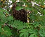 Capture et recolte d&#39;essaim d&#39;abeilles a Chevigny Fenay en cote d&#39;Or, Bourgogne, France , par Fernand Goujon, mon pere, qui a 81 ans continue la passion de l&#39;apiculture..nUne maniere de voir la vie et l&#39;audace de la partager avec enthousiasme, l&#39;attitude apicolenLe miel est un aliment vivant, plein d&#39;energie, quand il n&#39;est pas pasteurisé. (helas, les miels du commerce sont pasteurises...!) Il est comparable aux fruits, avec cet avantage qu&#39;il se conserve très bien durant des années. C&#39;est m