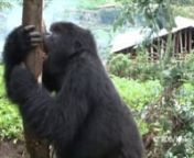 Produced by Keiko and RDB, this video shows Rano&#39;s group leaving the confines of Rwanda&#39;s Volancoes National Park to feed on bamboo.The group travels through potato fields to get to a stand of eucalyptus trees, a local crop.The group destroys the trees.When the group travels too far away from the Park border, Dian Fossey Gorilla Fund International staff encourage the group back into the Park by pounding the ground with sticks.