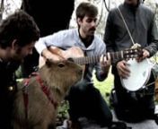 Hey BoingBoing readers! Thanks for visiting our Vimeo - If you like what you hear, check us out at www.capybaramusic.com - we would love to be your friend!nnFacebook: http://www.facebook.com/heycapybaranTwitter: @capybaramusicniTunes: http://itunes.apple.com/us/album/try-brother/id325776412nnRecorded November 2009 - Austin, TX - Garrison ParknSong is