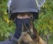 La formation des chiens du GIGN (Groupe d&#39;Intervention de la Gendarmerie Nationale) - France 3