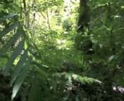 BACK TO THE ROOT(2012) (long trailer) is a journey into the depths of the mexican jungles with a group of people from diferent backgrounds and objectives, leaded by Marzo Yuk-Quetzal a Mayan-Tzeltal medicine man that took us into what is called: EL SENDERO DEL JAGUAR (THE PATH OF THE JAGUAR), an iniciatic pilgrimage conformed of indigenous ceremonies in diferent energy votexes of the jungles of Chiapas, like ancient pyramids (known and unknown), pristine waterfalls, ancient lagoons, indigenous