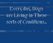 This video shows the deplorable conditions millions of dogs are living in each day around the world just so pet stores can get cheap animals that people will pay several hundred dollars for. Many people do not realize that these animals come from places where the dogs are treated as baby machines, don&#39;t get enough food &amp; water to live on, live with dead animals in their own cages and rarely see veterinarian care or any play time at all. No animal should ever live such a life. nI thank White