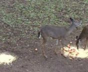 Explicit video of a doe being shot with a bow