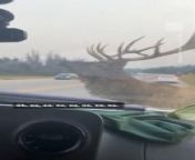 ‘DON’T LOOK HIM IN THE EYE’: A large male elk got in a tense standoff with a motorist couple outside Banff National Park in Canada. Luckily, after a few seconds he headed on his way without any further confrontations or damage to their vehicle.&#60;br/&#62;&#60;br/&#62;‘We were definitely worried he’d break a window because he was charging at cars driving by,’ Jocelyn Gonzalez, who recorded the footage, later told Storyful.&#60;br/&#62;» Sign up for our newsletter KnowThis to get the biggest stories of the day delivered straight to your inbox: https://go.nowth.is/knowthis_youtube&#60;br/&#62;» Subscribe to NowThis: http://go.nowth.is/News_Subscribe&#60;br/&#62;&#60;br/&#62;For more animal videos, subscribe to @NowThisNews.&#60;br/&#62;&#60;br/&#62;#animals #elk #staredown #Politics #News #NowThis
