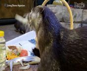 The Asian small-clawed otters of Living Shores Aquarium in Glen, New Hampshire, put their own spin on the classic Thanksgiving feast.