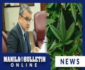 A joint panel in the House of Representatives has approved in principle a substitute bill that consolidated several measures aiming to legalize the use of marijuana or cannabis for medicinal purposes.&#60;br/&#62;&#60;br/&#62;READ: https://mb.com.ph/2024/2/7/house-bill-legalizing-medical-marijuana-moves-forward-at-committee-level&#60;br/&#62;&#60;br/&#62;Subscribe to the Manila Bulletin Online channel! - https://www.youtube.com/TheManilaBulletin&#60;br/&#62;&#60;br/&#62;Visit our website at http://mb.com.ph&#60;br/&#62;Facebook: https://www.facebook.com/manilabulletin &#60;br/&#62;Twitter: https://www.twitter.com/manila_bulletin&#60;br/&#62;Instagram: https://instagram.com/manilabulletin&#60;br/&#62;Tiktok: https://www.tiktok.com/@manilabulletin&#60;br/&#62;&#60;br/&#62;#ManilaBulletinOnline&#60;br/&#62;#ManilaBulletin&#60;br/&#62;#LatestNews