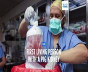 Surgeons in the US carried out the first genetically-edited pig kidney transplant into a living recipient.