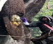 Harvesting Honey from zuchu honey