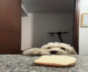 This adorable dog was having a hard time eating a slice of bread off a counter. Thankfully, after struggling with it for some time, they finally grabbed it and took off before their owner could catch them.&#60;br/&#62;&#60;br/&#62;“The underlying music rights are not available for license. For use of the video with the track(s) contained therein, please contact the music publisher(s) or relevant rightsholder(s).”
