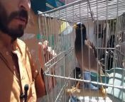 #lalukhaitkabootarmarket #lalukhetvideolatastupdat &#60;br/&#62;#lalukhetmarket #alexandrine #yellowringneck &#60;br/&#62;#birdlovers #bird #birdwatching #finches #parrotbaby #parrotvideo #animal &#60;br/&#62;please subscribe my channel@arsalananimalsplanet&#60;br/&#62;&#60;br/&#62;I regularly visit Lalukhet birds Market for taking latest update finches mutation, Alexander parrot baby ,pairs, hen and rooster ,and Bakra mandi price update.&#60;br/&#62;we are collecting information for your convenient to sell andpurchasepets after watching this video. you will hear different sound in this video like&#60;br/&#62;finches sound ,java sound , Bakra sound ,parrot baby sound ,canary sound ,hen and rooster sound .&#60;br/&#62;&#60;br/&#62;&#60;br/&#62;#animal #birdlovers #birdsounds #finches #parrotbaby #bird&#60;br/&#62; #birdwatching #parrotvideo #autralian #dove #chicks&#60;br/&#62; #hatching #hatched #hatchery #farming #farm #farmer #farmlife &#60;br/&#62;#finch #finchaviary #hen #chicken #rooster #roosters #roostersound Animals&#60;br/&#62;#Pets&#60;br/&#62;#Wildlife&#60;br/&#62;#Nature&#60;br/&#62;#Zoology&#60;br/&#62;#Conservation&#60;br/&#62;#Behavior&#60;br/&#62;#Habitat&#60;br/&#62;#Endangeredspecies&#60;br/&#62;Domesticated animals&#60;br/&#62;#Farmanimals&#60;br/&#62;Marine life&#60;br/&#62;Bird watching&#60;br/&#62;Animal rescue&#60;br/&#62;Animal care&#60;br/&#62;Veterinary science&#60;br/&#62;Training&#60;br/&#62;Funny animal videos&#60;br/&#62;Animal facts #house #nature #parrot #beautifulweather #share #travel #weatherforecast #waterfall #greenparrot #weatherreport