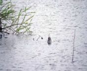 A pair of seals have become the talk of the village after being seen miles from home.&#60;br/&#62;Video: Joe Marano Photography