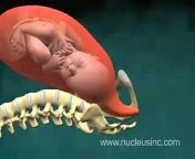 This 3D medical animation shows a time lapse view of labor and delivery during normal vaginal birth in a simplified form with only the mother&#39;s skeletal structures and the baby in the uterus.