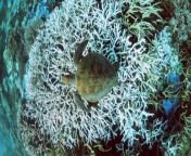 The Great Barrier Reef has been hit by its fifth mass coral bleaching event in the past eight years.