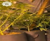 Policefind cannabis plants worth £100,000 at Telford house from hora police