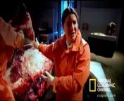 Dissection of the elephant reveals the massive digestive system that sustains such a large animal.&#60;br/&#62;&#60;br/&#62;Raw Anatomy: Inside the Elephant : SAT DEC 19 8P et/pt : http://channel.nationalgeographic.com...