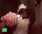 Cute baby sloth being fed at Bristol Zoo Gardens by her keeper Mel Bacon. Sid the sloth is also brushed with a toothbrush and hugs her favourite teddy in the video!