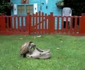Lol Tortoise Having Sex With A Shoe
