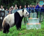 2016 has claimed another furry victim. according to NBC news, giant panda pan pan had died at the age of 31. The male giant panda played a large role in rescuing his species from the brink of extinction.
