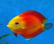 Discus fish Tank --(MP4) from video song basho mp4