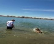 This was Willow&#39;s fourth swimming session, and she did great retrieving a stick.