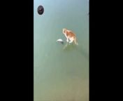 Cat trying to catch a frozen fish under the ice from adore gan