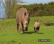 Benja, a baby southern white rhino frolics around its 21-acre paddock in the spring sunshine alongside its mother, Jaseera, at Whipsnade Zoo, north of the UK capital. The International Union for the Conservation of Nature (IUCN) estimates that there about 16,903 white rhinos left in the wild, with their numbers having been decimated by poaching.