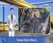 Farmers in Taiwan can now receive compensation if a Formosan Black Bear damages their property.
