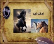 Horses of the Prophet Solomon&#60;br/&#62;Did Solomon kill horses?&#60;br/&#62;The story of the Prophet Solomon