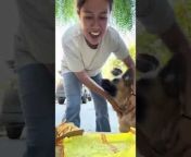 This dog named Koda, who is a German Shepard - Labrador Mix, was playing with this woman. They played a game similar to rock paper scissors but with paws. Whenever the woman asked Koda to raise their paw, they would have to run away, and the woman would eat the food on the table until they returned, and vice versa. However, in the end, the dog grew impatient and dropped the food on the ground.&#60;br/&#62;&#60;br/&#62;The underlying music rights are not available for license. For use of the video with the track(s) contained therein, please contact the music publisher(s) or relevant rightsholder(s).