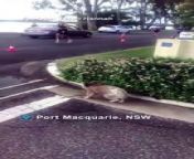 Competitors in a Port Macquarie traithlon were surprised to see a koala crossing the race track.