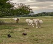 These dachshund puppies were intrigued by the white horses in a field and ran up to them. However, the horses hilariously chased them out of the field and the puppies ran back to their owner.