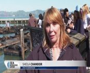 Pier 39 Sees Record Number Of Sea Lions from admiral com contact number