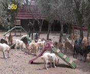 Buzz60&#39;s Elizabeth Keatinge tells us about the Silent Animal Friends’ Shelter in Madaba in Jordan who is saving hundreds of animals.