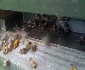 Irish black bees working in a hive owned by Abdul Ahmed of Donagh Bees. Abdul sells natural honey and honey products.