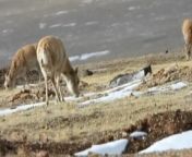 In northwest China&#39;s Hoh Xil National Nature Reserve, pregnant Xizang antelopes embark on their annual migration to give birth. Reuters reports the first group of 47 antelopes was spotted passing a highway en route to Zonag Lake. Veuer’s Maria Mercedes Galuppo has the story.