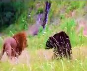 Lion vs bear from dvd opening to the lion king 3 hakuna matata