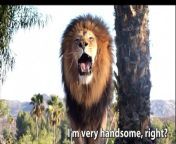 This video contains a compilation of the original lion&#39;s Sound/Roar, and all kinds of lion roaring sounds.&#60;br/&#62;Some of them include lions roaring in the zoo and also lions roaring in the wild.&#60;br/&#62;night call roar for the intruder male, roar call to its pride and some funny roar.&#60;br/&#62;Enjoy this lion roaring compilation,Your feedback and suggestions are highly valued, and you can also request video content from me.&#60;br/&#62;Have a good day&#60;br/&#62;#lionroar #lionmovies #lionroaringvideo #lion