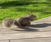 This person put a bowl of peanuts in their garden to feed the squirrels. A squirrel approached the bowl, scooped up a few peanuts, and leisurely ate them while sitting in the backyard.