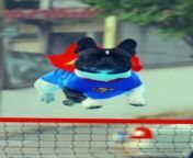 Cutest Super Dog ever seen from film hot seen