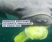 A young #manatee cow has a new home and mission at the Paris zoo - help breed this threatened &#92;