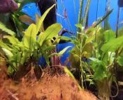 Fishes freshwater aquarium