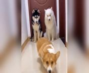 Dog learns to walk like a model, so similar！ from ss model