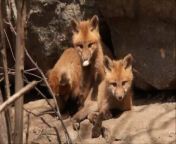 This person was fortunate to encounter a mother red fox and her babies playing outside their cave. They watched the kits chill together at a sunny spot and playfully wrestle each other out. Their mother eventually decided to keep them around to protect her kids.