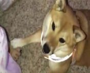 If the reward is a treat, dogs will even learn how to solve complex equations. That&#39;s how smart they are. This clip includes a delightful example of that. &#60;br/&#62;&#60;br/&#62;In this video, Reem Ghannam records her pet Shiba Inu as the latter keeps clamoring for a treat. Reem makes it crystal clear that the pup will only get the treat once she says, &#39;I love you&#39; to her. &#60;br/&#62;&#60;br/&#62;And in a surprising turn of events, the doggo actually howls out the words, &#39;I,&#39; &#39;Love,&#39; and &#39;You.&#39;&#60;br/&#62;&#60;br/&#62;&#92;